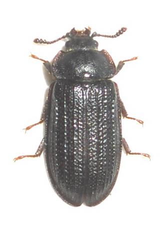 Grynocharis oblonga