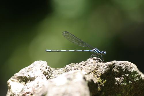 Réf. 31 532 : Argia concinna