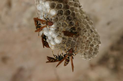 Polistes crinitus