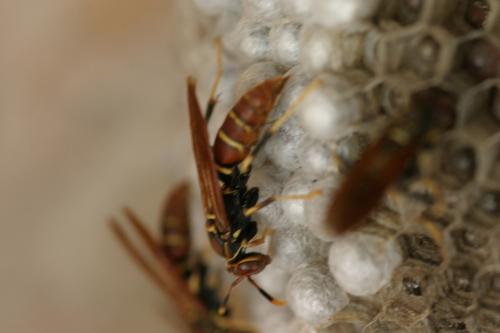 Réf. 31 531 : Polistes crinitus