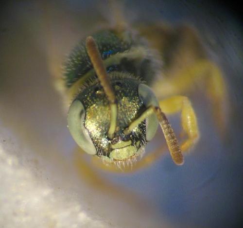 Nomioides facilis