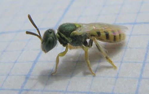 Nomioides facilis