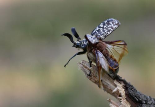 Polyphylla fullo