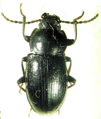 Nalassus ecoffeti