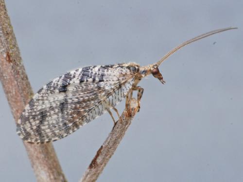 Réf. 31 174 : Wesmaelius sp.