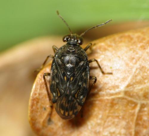 Saldula sp.