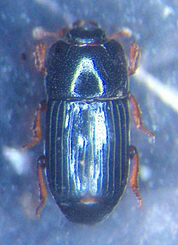 Réf. 31 360 : Platysoma angustatum