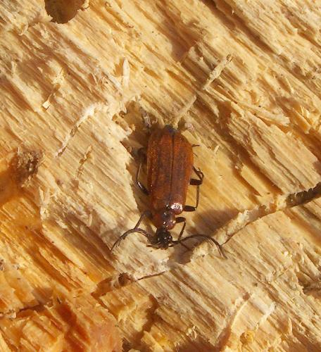 Schizotus pectinicornis