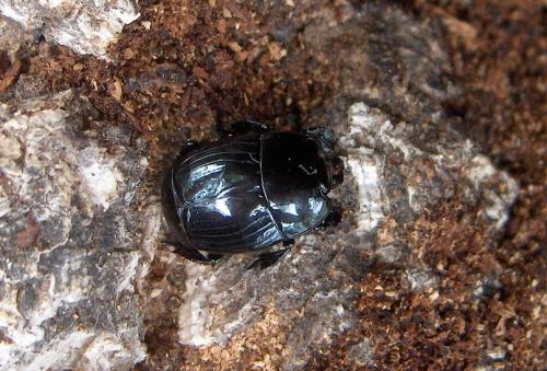 Merohister ariasi