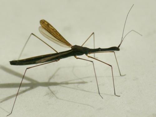 Hydrometra stagnorum