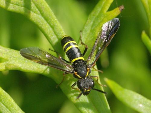 Tenthredo sp.
