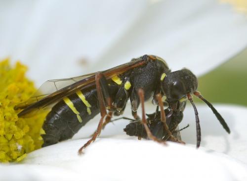 Tenthredo sp.
