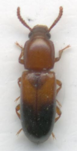 Corticeus bicoloroides