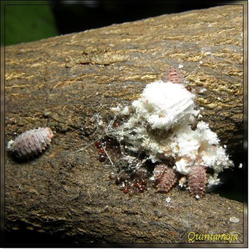 Novius cardinalis