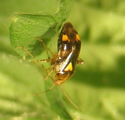 Liocoris tripustulatus