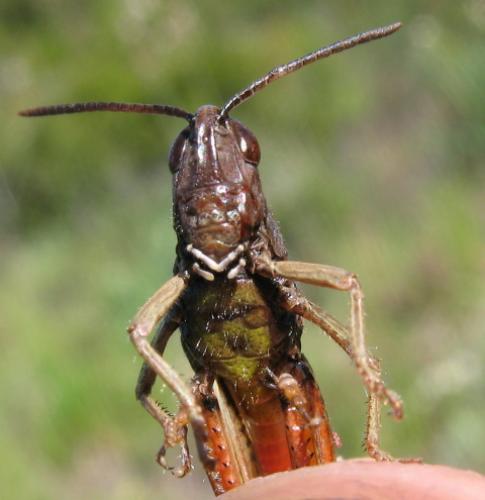 Omocestus rufipes