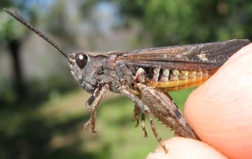 Omocestus raymondi raymondi