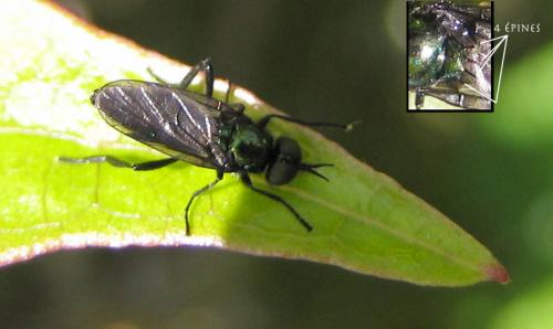 Réf. 31 727 : Actina chalybea