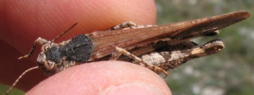 Acrotylus insubricus insubricus