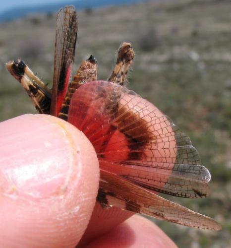 Acrotylus insubricus insubricus