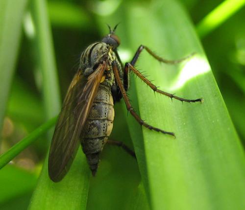Empis tessellata