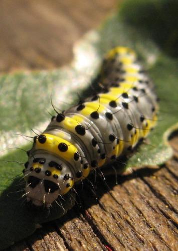 Diloba caeruleocephala
