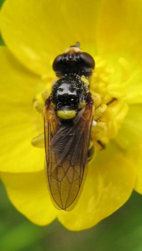 Dalmannia aculeata