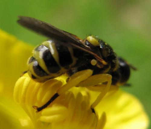 Dalmannia aculeata