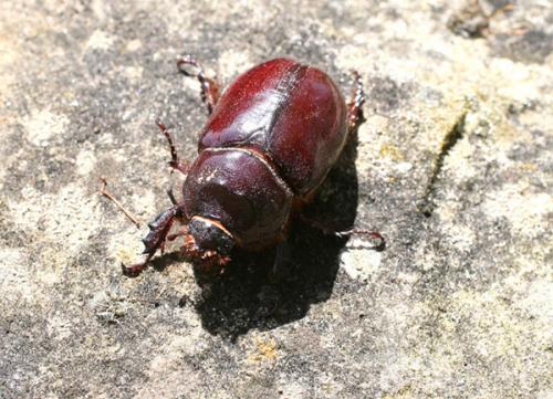 Oryctes nasicornis
