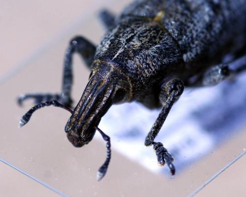 Réf. 31 426 : Cleonis pigra