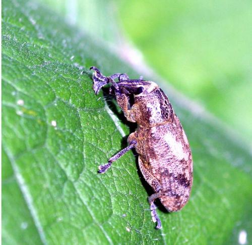 Réf. 31 470 : Cleonis pigra