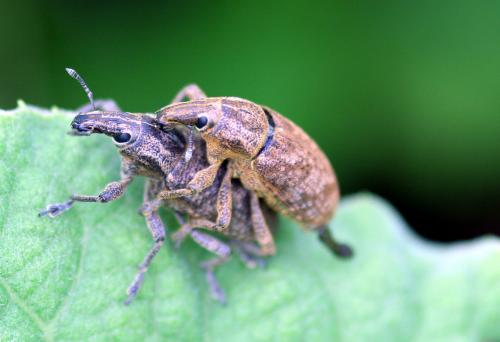 Réf. 31 471 : Cleonis pigra