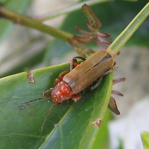 Cantharis livida