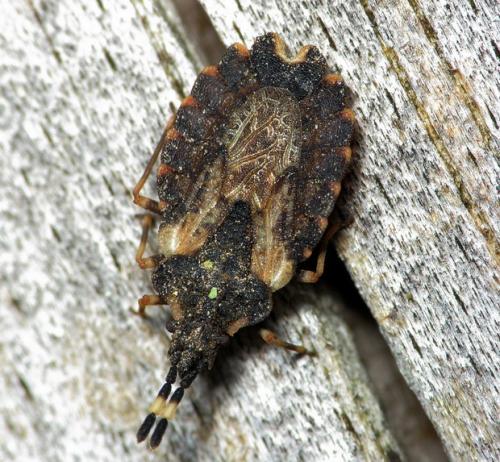 Aradus versicolor