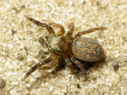 Réf. 31 210 : Euophrys frontalis