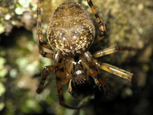 Réf. 31 105 : Metellina merianae
