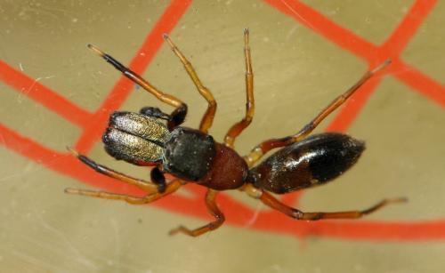 Réf. 31 229 : Myrmarachne formicaria