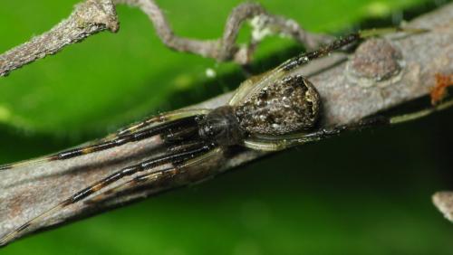 Episinus sp.