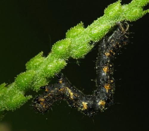 Réf. 31 815 : Apocheima hispidaria