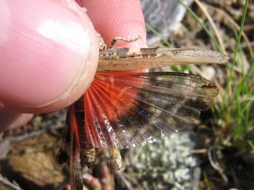 Réf. 31 412 : Acrotylus insubricus insubricus