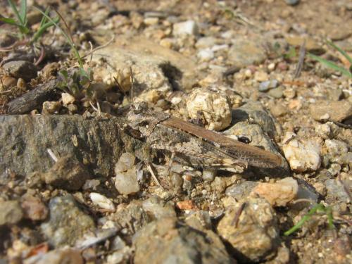 Réf. 31 411 : Acrotylus insubricus insubricus