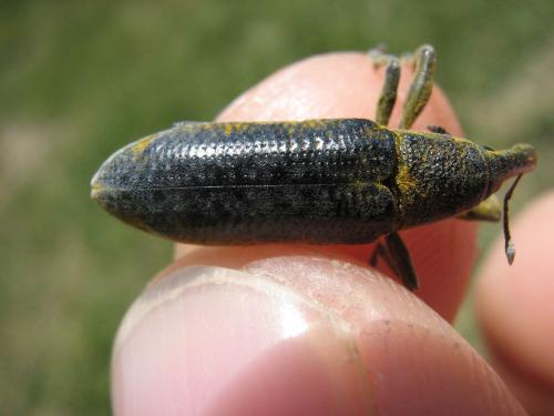 Lixus sp.