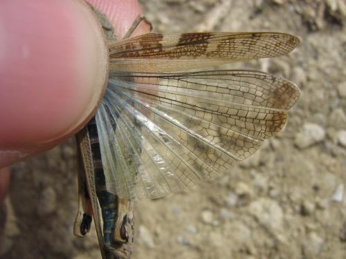Aiolopus strepens