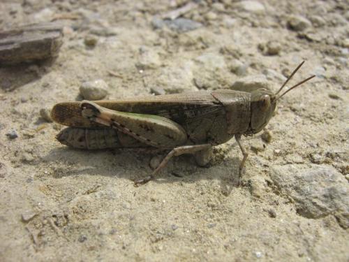 Aiolopus strepens