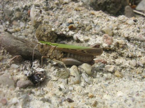 Réf. 31 734 : Omocestus rufipes