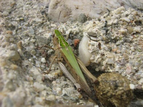 Réf. 31 735 : Omocestus rufipes