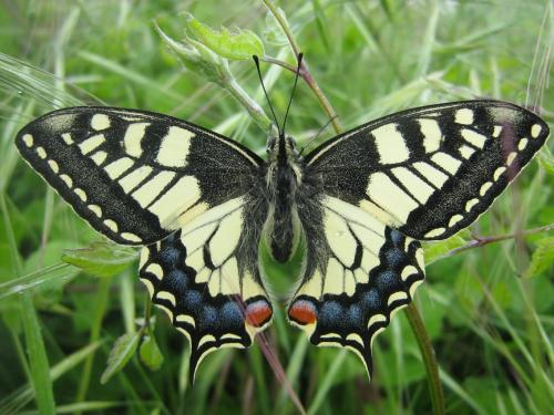 Réf. 31 978 : Papilio machaon