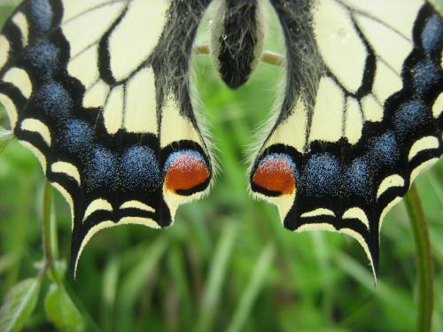 Papilio machaon