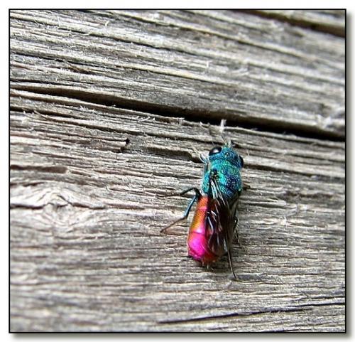 Réf. 31 763 : Chrysis sp.