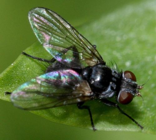 Réf. 31 066 : Microsoma exiguum